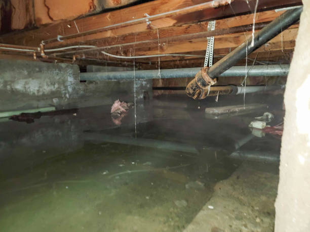 Best Mold removal after water damage  in King Of Prussia, PA